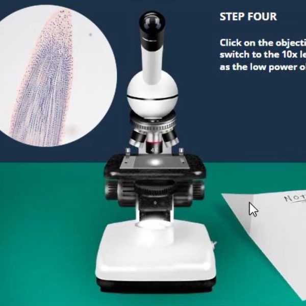 Cell Cycle & Mitosis Virtual Lab