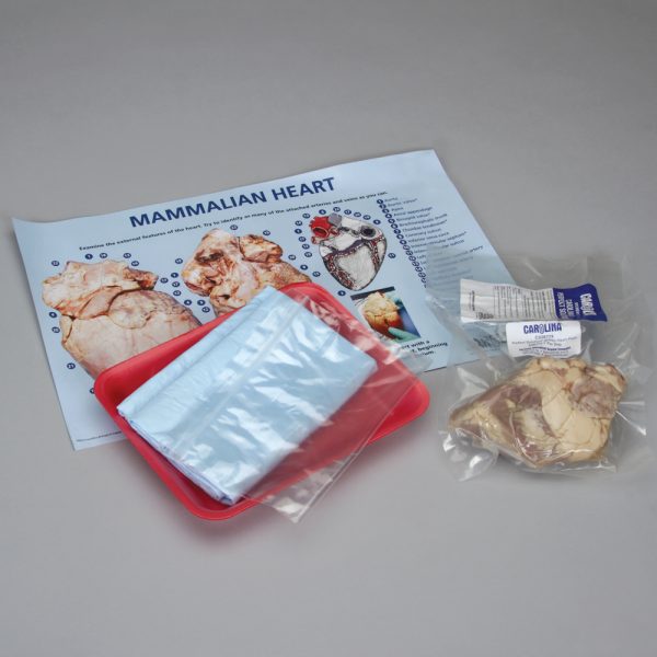 Mammalian Heart Dissection (Sheep)
