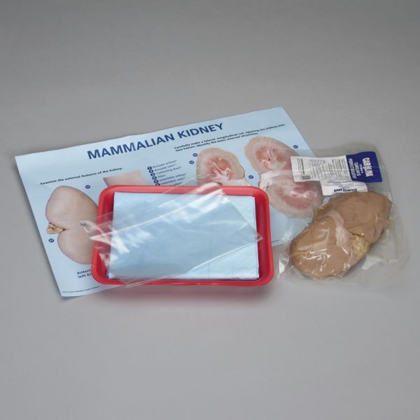 Mammalian Kidney Dissection (Pig)