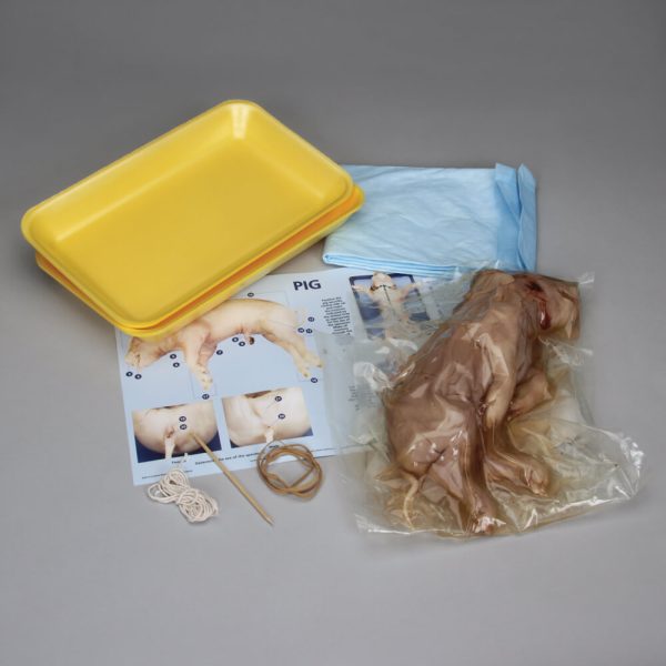 Fetal Pig Dissection