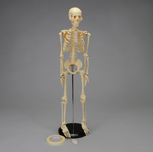 DL MUSCULOSKELETAL SYSTEM
