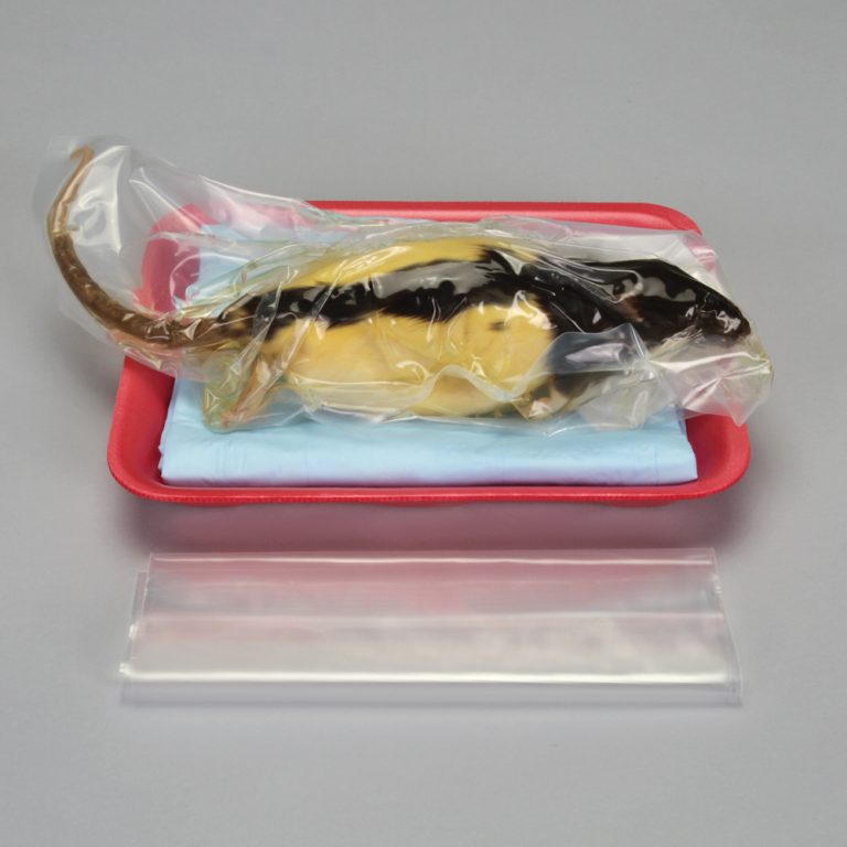 DL Muscular System Dissection
