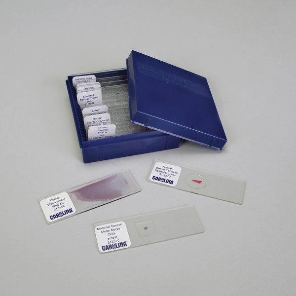 Introduction to Histology