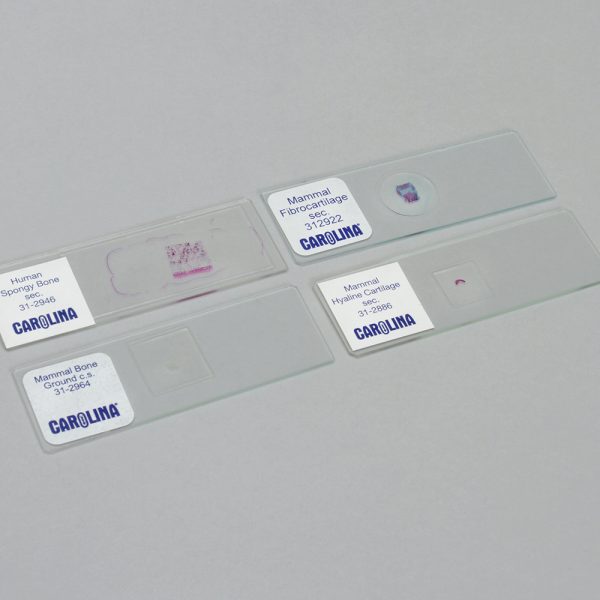 Introduction to Histology: Cartilage and Bones