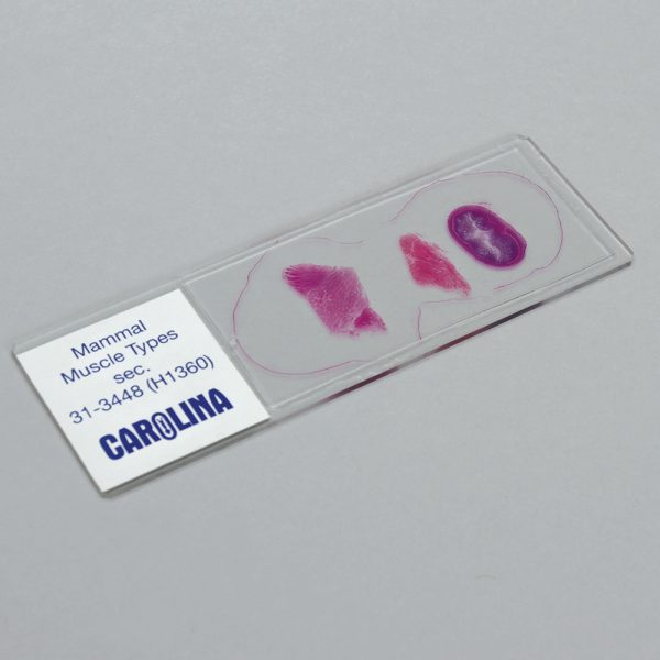 Introduction to Histology: Muscles