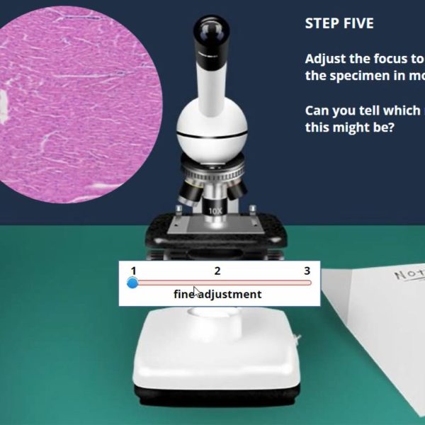 Introduction to Histology: Muscle Types Virtual Lab