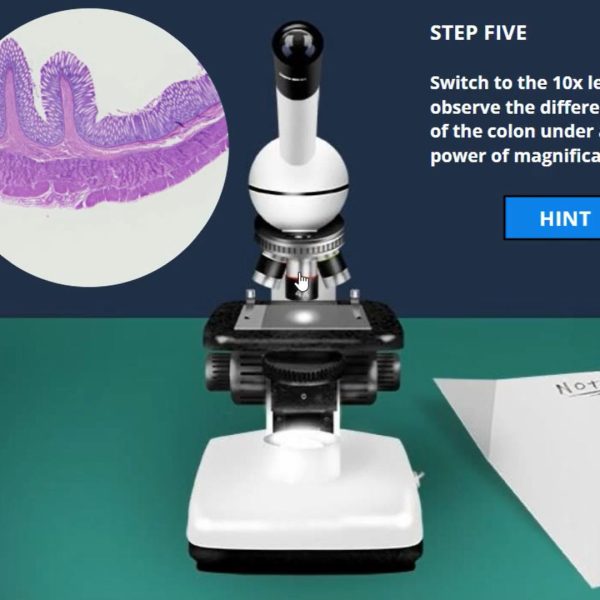 Introduction to Histology: Digestive System Virtual Lab