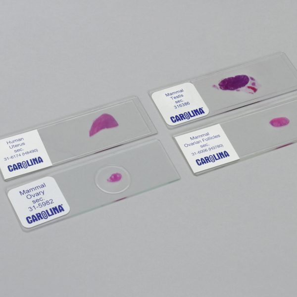 Introduction to Histology: Reproductive