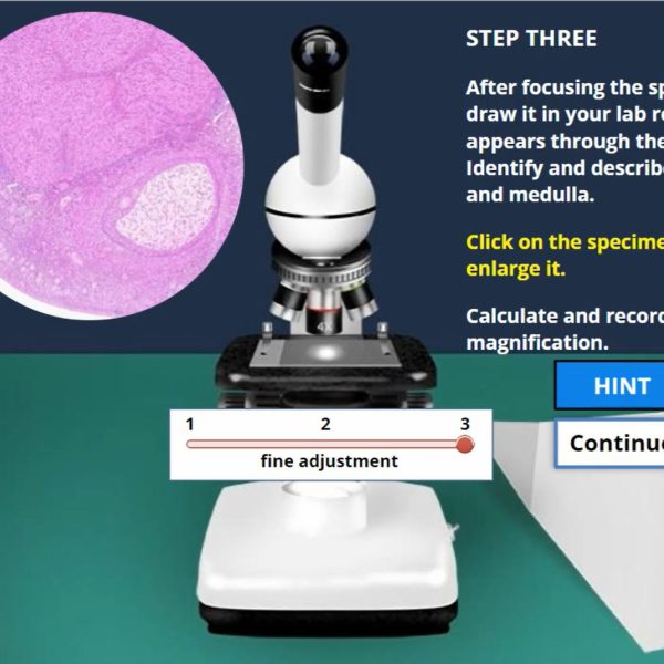 Introduction to Histology: Reproductive System Virtual Lab