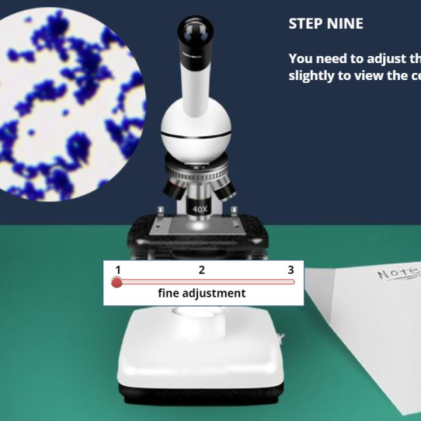 Bacterial Shapes Virtual Lab
