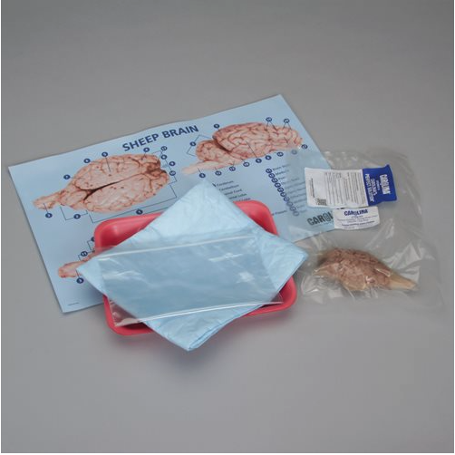 brain-dissection