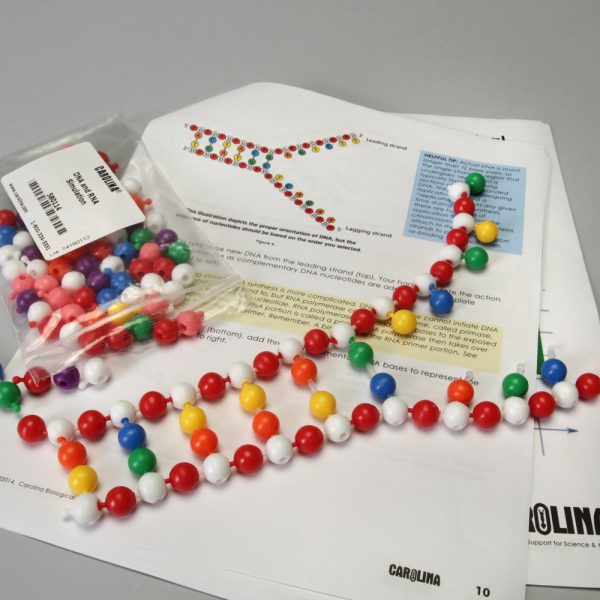 DNA, RNA, and the Central Dogma of Molecular Biology