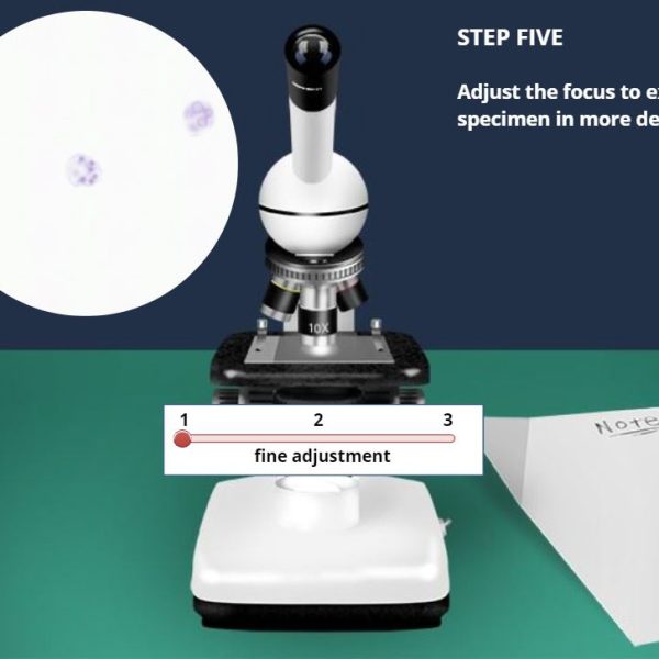 Survey of Protists Virtual Lab