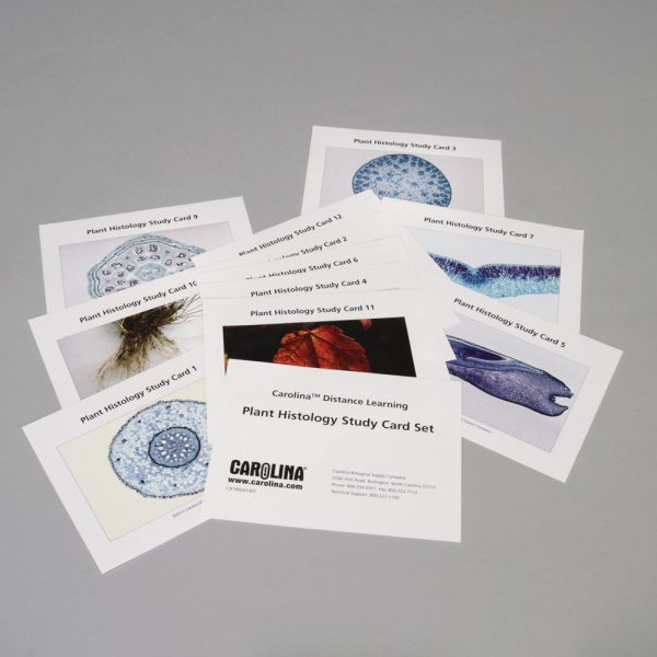 Plant Histology