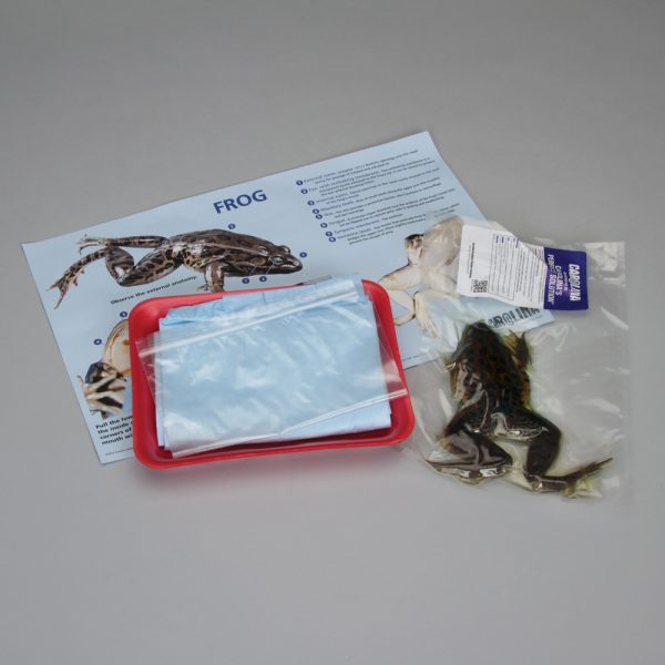 Frog Dissection