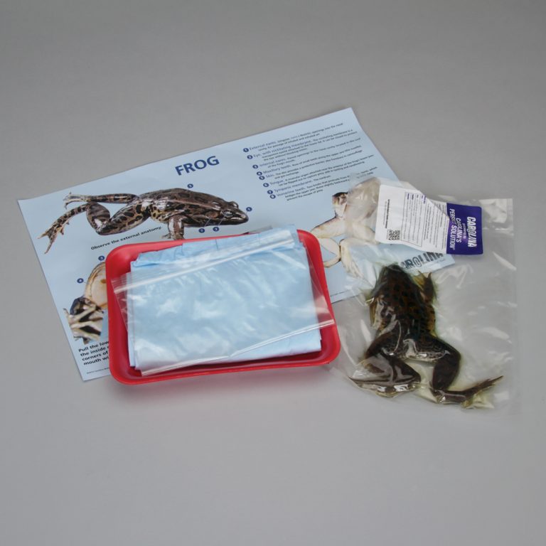 Frog Dissection