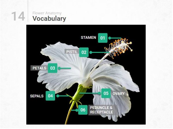 Anatomy of Flowering Plants Virtual Lab