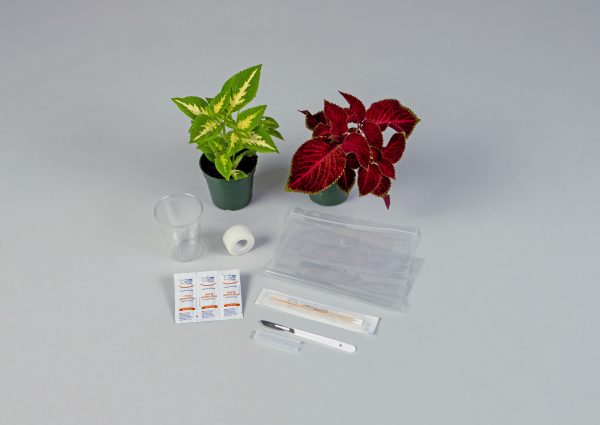 Coleus