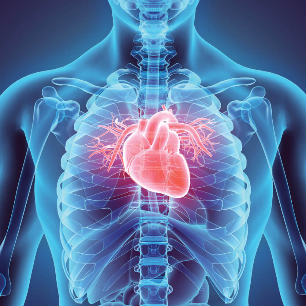 Anatomy and Physiology Kits